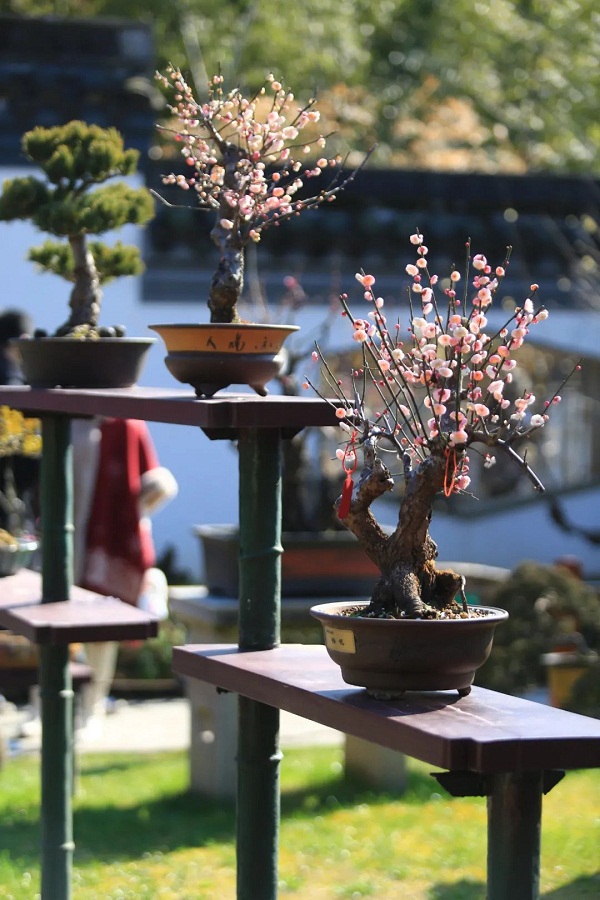 Plum blossoms bloom in Jiading