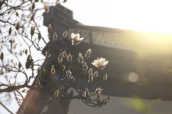 White magnolia flowers bloom in Jiading as spring arrives