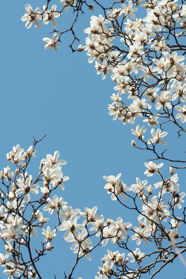 White magnolia flowers bloom in Jiading as spring arrives