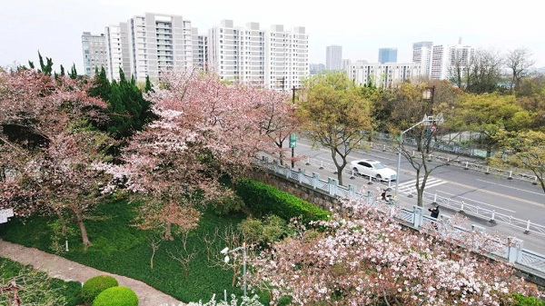 Photos capture spring scenes in Jiading