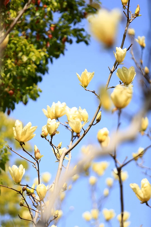 Photos capture spring scenes in Jiading