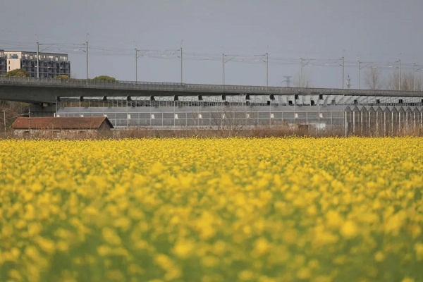 Photos capture spring scenes in Jiading