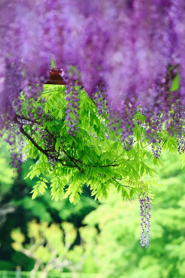 Wisteria blossoms grace Jiading