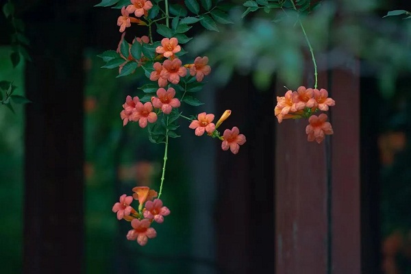 Blooming trumpet creepers grace Jiading