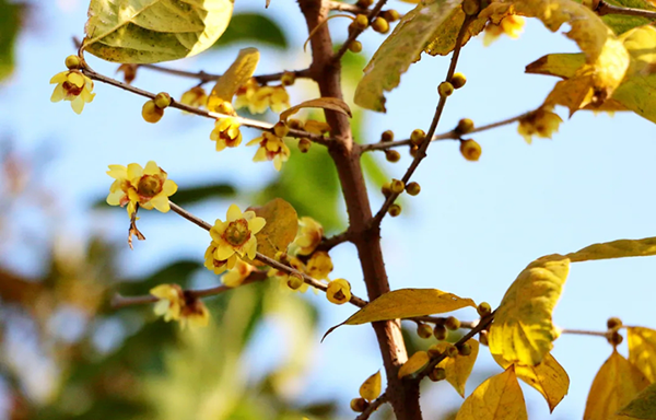 Appreciate wintersweet flowers in Jiading