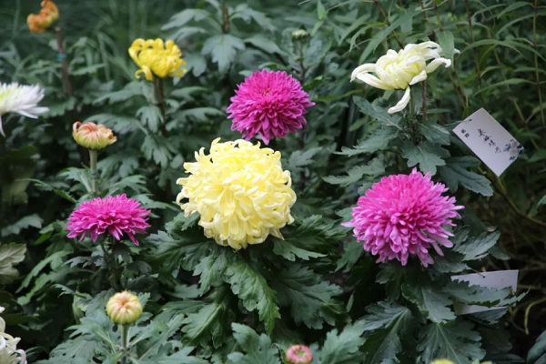 Jiading to hold chrysanthemum exhibition