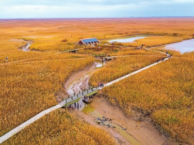 Lujiazui museum hosts wetland-themed exhibition