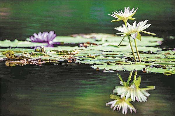 Chenshan puts spotlight on waterlilies in variety of ways