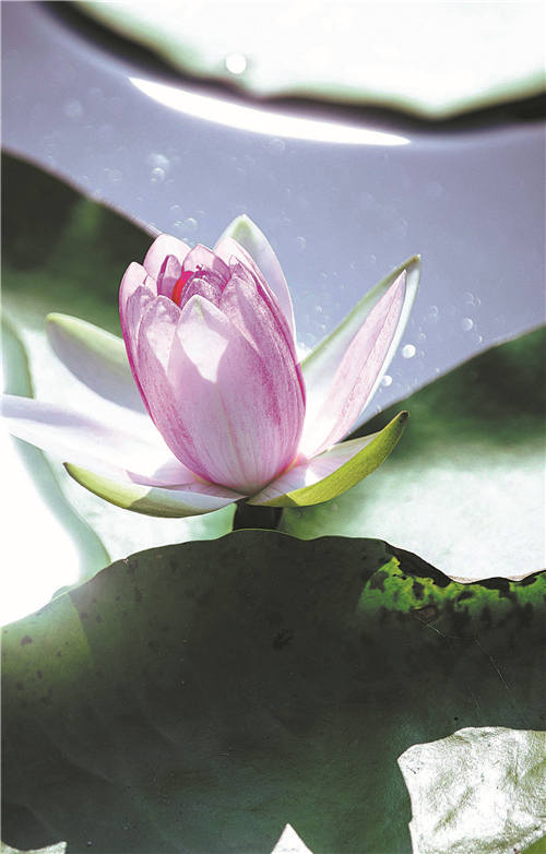 Chenshan puts spotlight on waterlilies in variety of ways