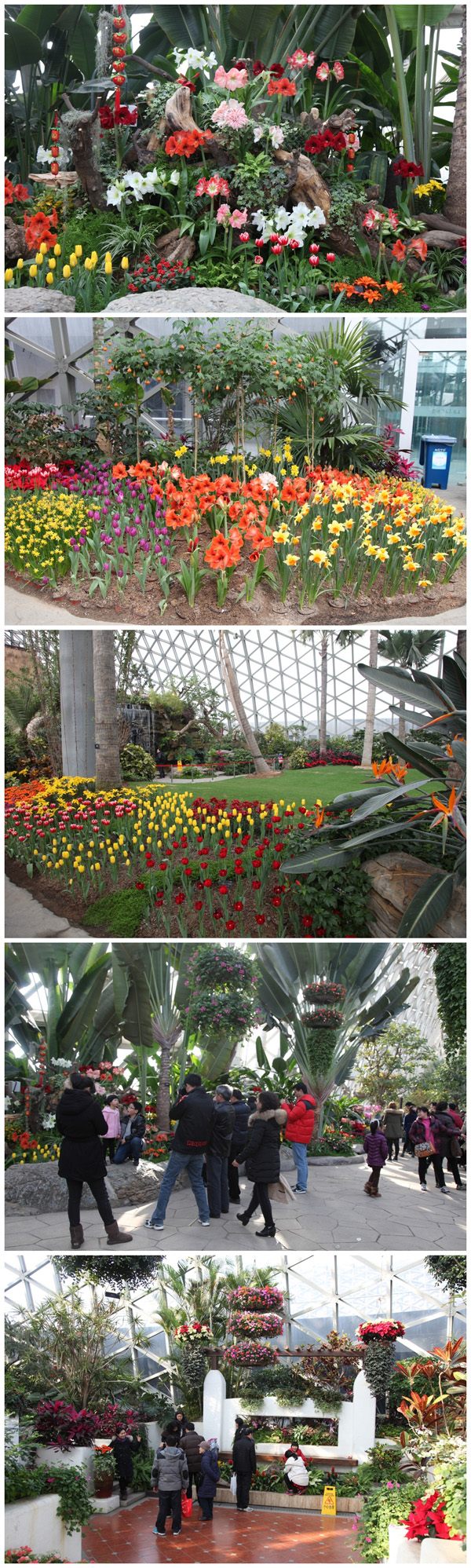 Flower show in Chenshan delights visitors