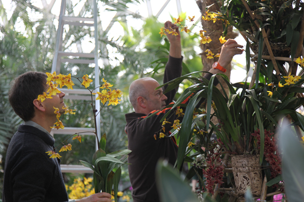 Shanghai Orchid Exhibition attracts orchid experts