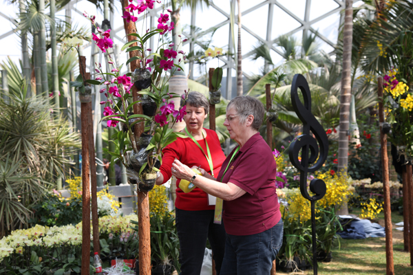 Shanghai Orchid Exhibition attracts orchid experts