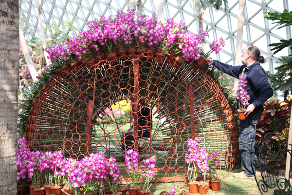 Shanghai Orchid Exhibition attracts orchid experts