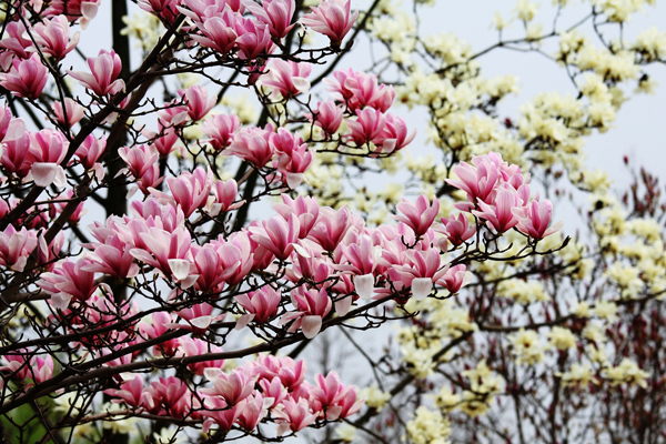 Chenshan Botanical Garden: Magnolias blooming in the spring