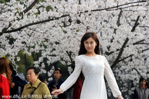 Cherry blossom in full bloom at Tongji University