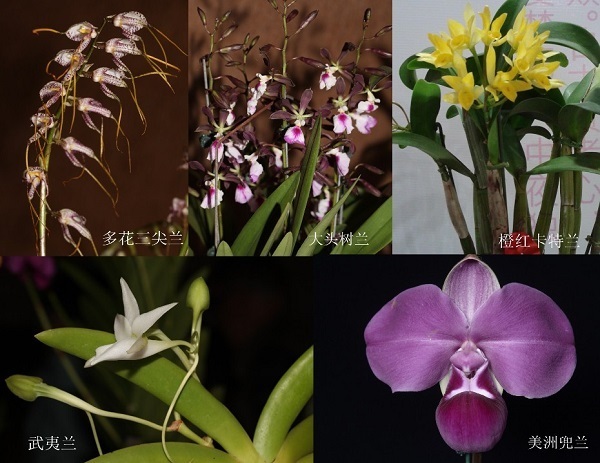 Rare orchids featured at Second Shanghai International Orchid Show