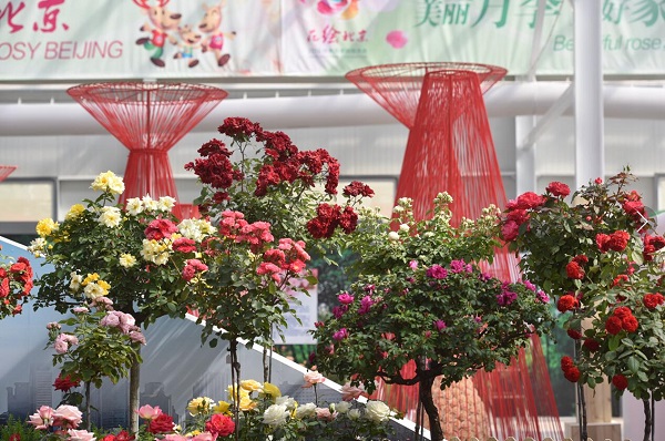 Chenshan Botanical Garden sweeps awards in seventh China Rose Expo