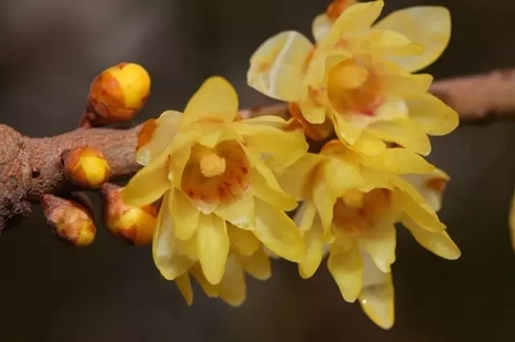 Colorful petals beckon in bleak winter