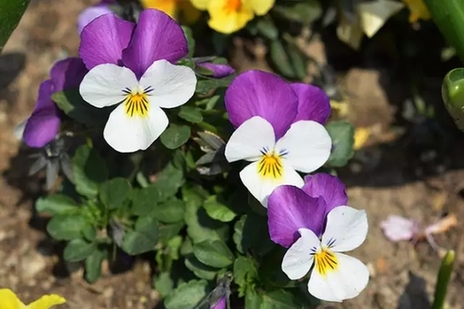 Colorful petals beckon in bleak winter