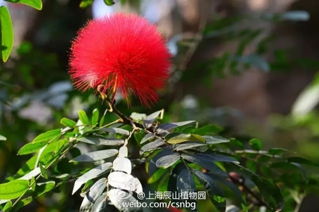 Colorful petals beckon in bleak winter