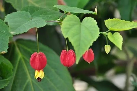 Colorful petals beckon in bleak winter