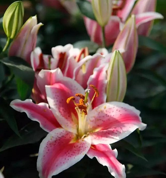 Annual Chenshan 'Floriade' enlivens garden