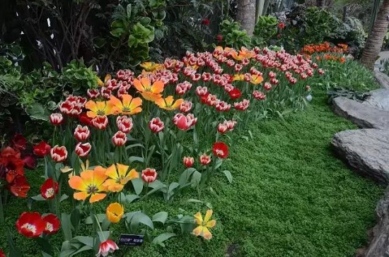 Annual Chenshan 'Floriade' enlivens garden