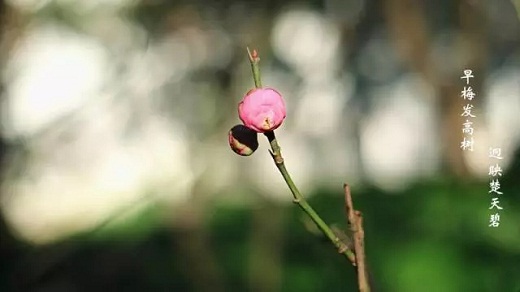 Plum blossoms come into full bloom