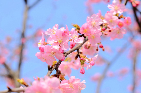 Days of cherry flowers approaching