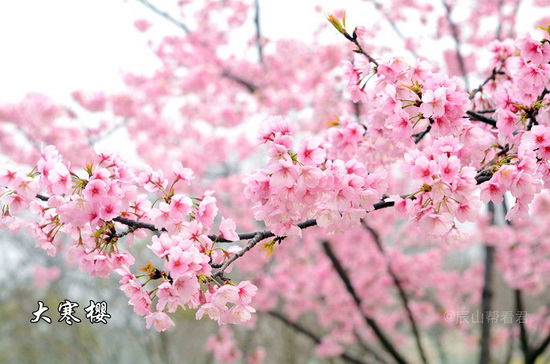 Days of cherry flowers approaching