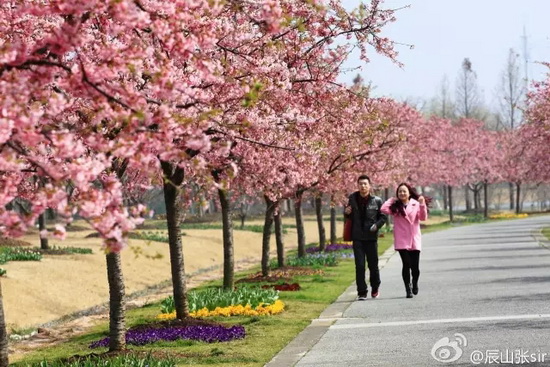 Walk along Shanghai’s top cherry boulevard