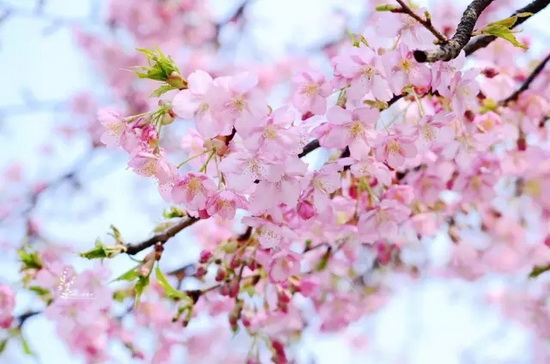 Walk along Shanghai’s top cherry boulevard