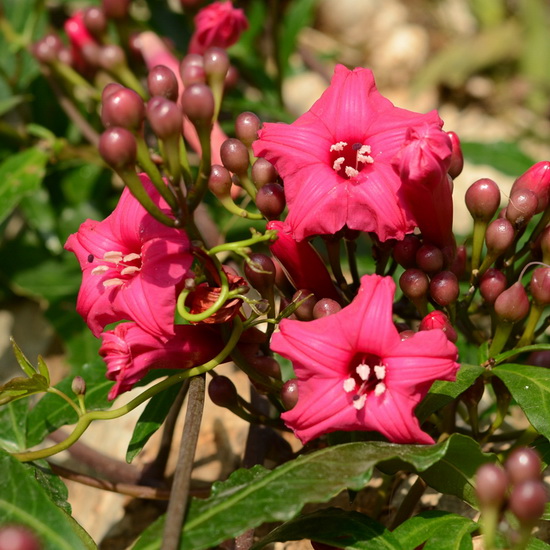 Exotic flowers adds appeal