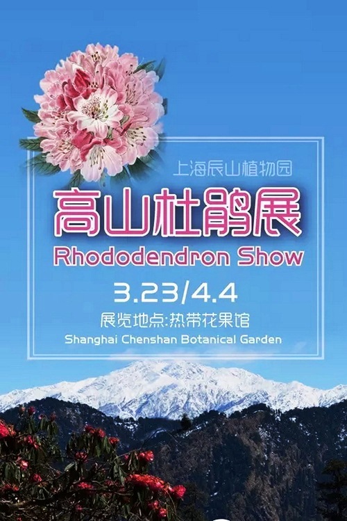 Rhododendrons burst into bloom in riot of colors