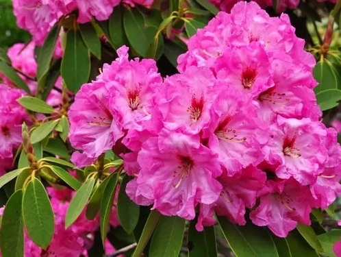 Rhododendrons burst into bloom in riot of colors