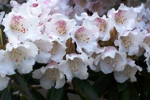 Rhododendrons burst into bloom in riot of colors