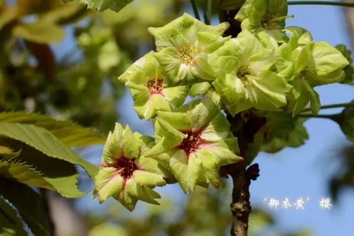 Cherry trees in mid spring