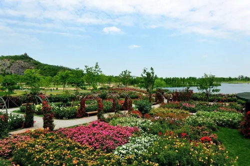 Riotous roses exhibited in famed botanical garden