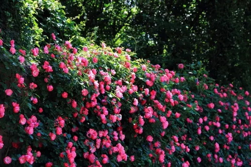 Riotous roses exhibited in famed botanical garden