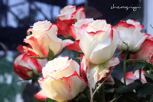 Riotous roses exhibited in famed botanical garden