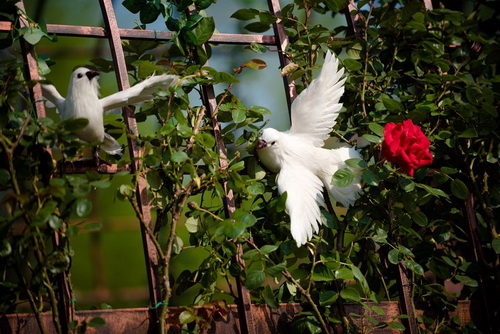 Riotous roses exhibited in famed botanical garden