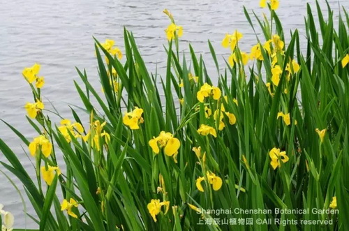 Pin-worthy pictures of May flowers native to overseas land