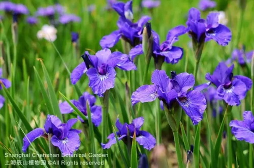 Pin-worthy pictures of May flowers native to overseas land