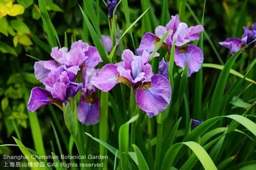 Pin-worthy pictures of May flowers native to overseas land