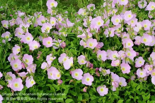 Pin-worthy pictures of May flowers native to overseas land