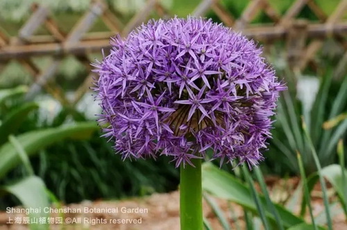 Pin-worthy pictures of May flowers native to overseas land