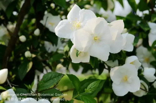 Pin-worthy pictures of May flowers native to overseas land