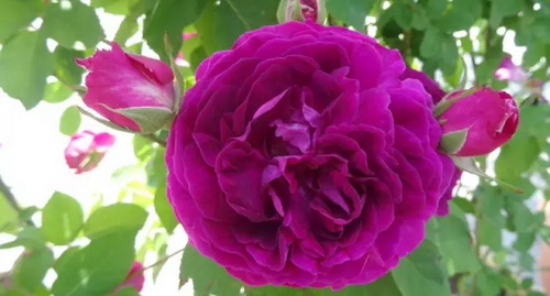 Queen of flowers: unique rose cultivars and cult classics
