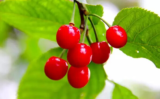 Tianmashan Cherry