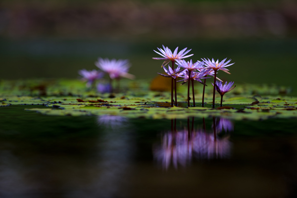 Chenshan Botanical Garden to host water lily exhibition